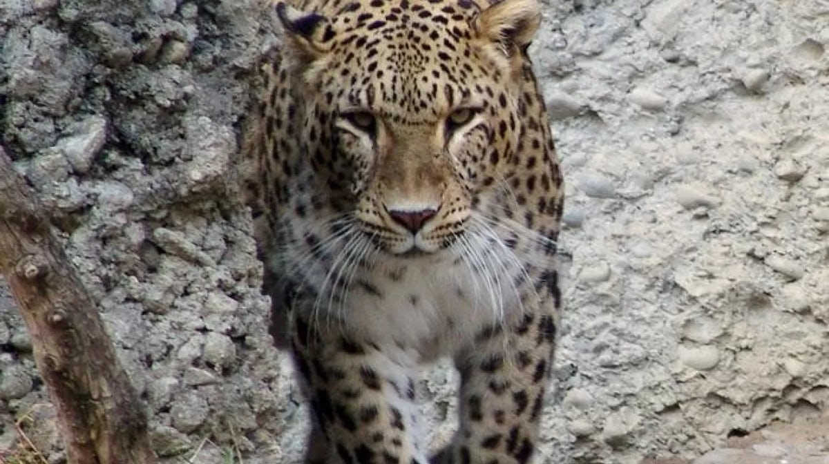 Leopard cubs born in Sochi